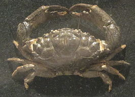 Leptodius sanguineus