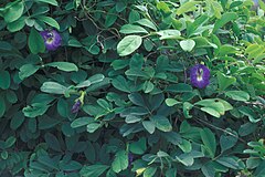 Kembang telang (Clitoria ternatea)