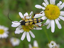 Leptura maculata