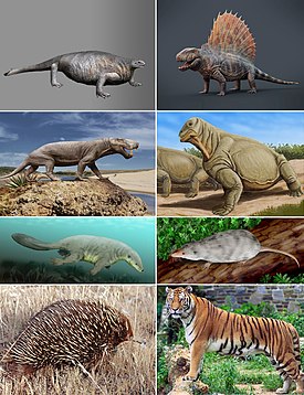 1-й ряд: Cotylorhynchus romeri, Dimetrodon grandis; 2-й ряд: Inostrancevia alexandri, Moschops capensis; 3-й ряд: Castorocauda lutrasimilis, Adelobasileus cromptoni; 4-й ряд: Tachyglossus aculeatus (австралийская ехидна), Panthera tigris (тигр)