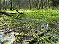 Tal der Kleinen Örtze mit Sumpfdotterblumen