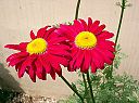 Painted Daisy. (Tanacetum coccineum). picture