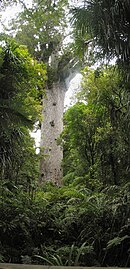 Tane Mahuta.