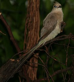 Músakóli (Urocolius macrourus)