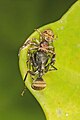 Pauk-kraba vrste Xysticus jede mrava, Indija