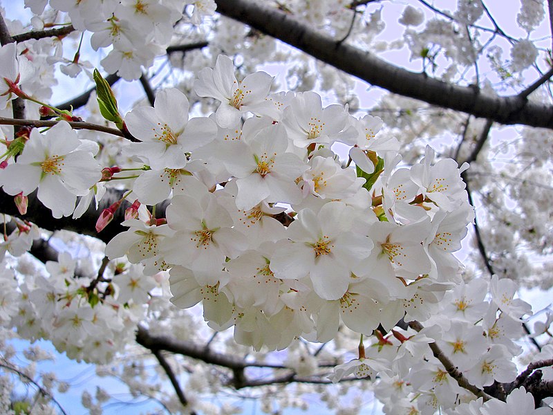 National Cherry Blossom Festival,United States of America