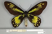 Ornithoptera victoriae regis f.ponceleti, Holotype gynandromorph ventral view