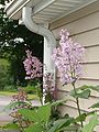 Lilac flowers