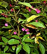 Kardinaalsmuts (Euonymus)