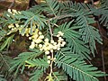 Folhas bipinadas e inflorescências de Acacia trachyphloia.