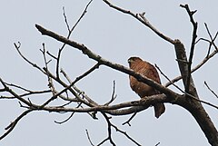 Superokula akcipitro, nematurulo de ruĝecbruna morfo