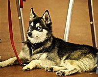 Alaskan Klee Kai.jpg