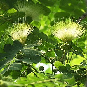 Albizzia lebbeck flower Photographer: Demukher2408