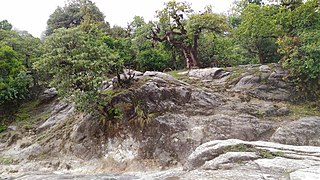 An old growth forest of oak, maple and Rhododendrons near Peethsain in Dudhatoli mountains