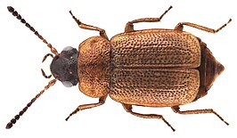 Anthobium atrocephalum