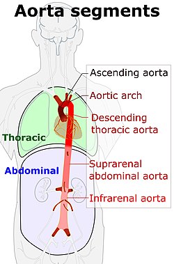 Сегменти на аортата.jpg