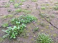 Slijkgroen-associatie op een drooggevallen oever