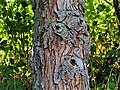 Paréidolie an einem Baum am Wegesrand zwischen Burgwalde und Schönau im Eichsfeld, Thüringen