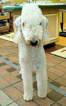 BedlingtonTerrier Image 001.jpg