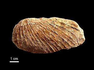 Bivalve from the formation