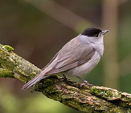 Barátposzáta (Sylvia atricapilla)