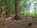 Una quercia secolare nei boschi di Arluno nel parco