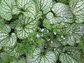 Pomněnkovec velkolistý (Brunnera macrophylla) 'Jack Frost'