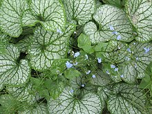 Brunnera macrophylla