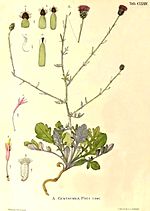 Miniatura para Centaurea paui