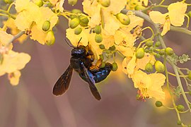 Xylocopa californica