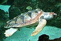 tartaruga Loggerhead in acqua