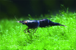 Caridina holthuisi