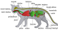 Category:Cat anatomy diagrams - Wikimedia Commons