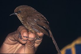 Cinnycerthia olivascens