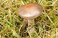 Cortinarius malachius