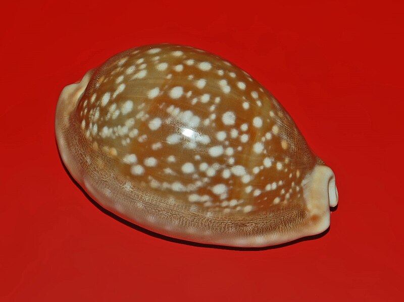 Cypraea vitellus-8