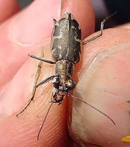 Puritoniškasis šoklys (Cicindela puritana)