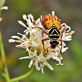 A large beetle on a flower