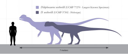 Dilophosaurus