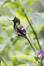 Miniatura per Colibrí cuallarg emplomallat