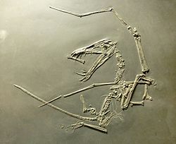 Dorygnathus banthensis (cast) at Göteborgs Naturhistoriska Museum 9000.jpg