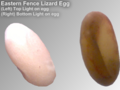 Eastern fence lizard eggs