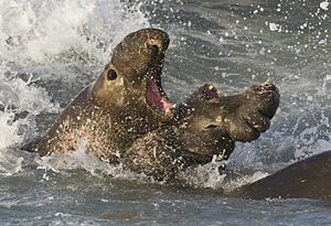English: Male Northern Elephant Seals fighting...