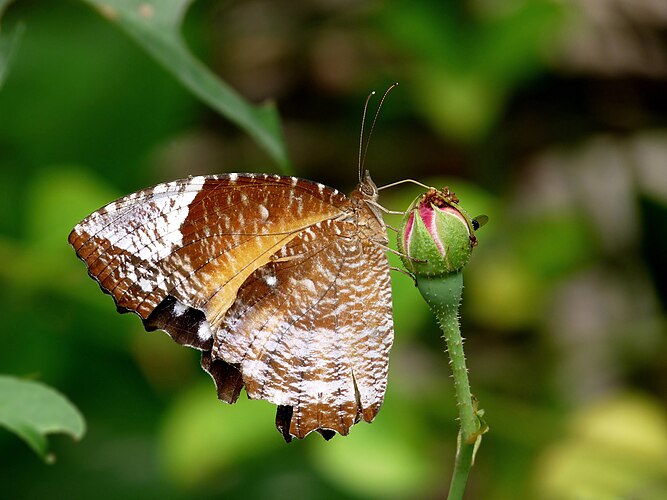 Самка бабочки Elymnias hypermnestra из Юго-Восточной Азии