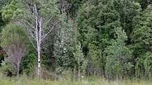 Eucryphia lucida Leatherwood in flower.jpg