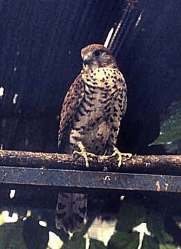 Falco punctatus.jpg