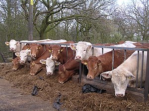 English: Feeding Time at Allanfauld Farm.