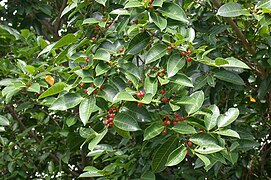 Foliage and fruits