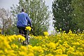 Fietsers tussen het koolzaad