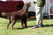 Black is the most common colour but Flat-coats also come in dark brown (known as "liver")